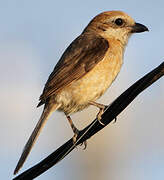 Bull-headed Shrike