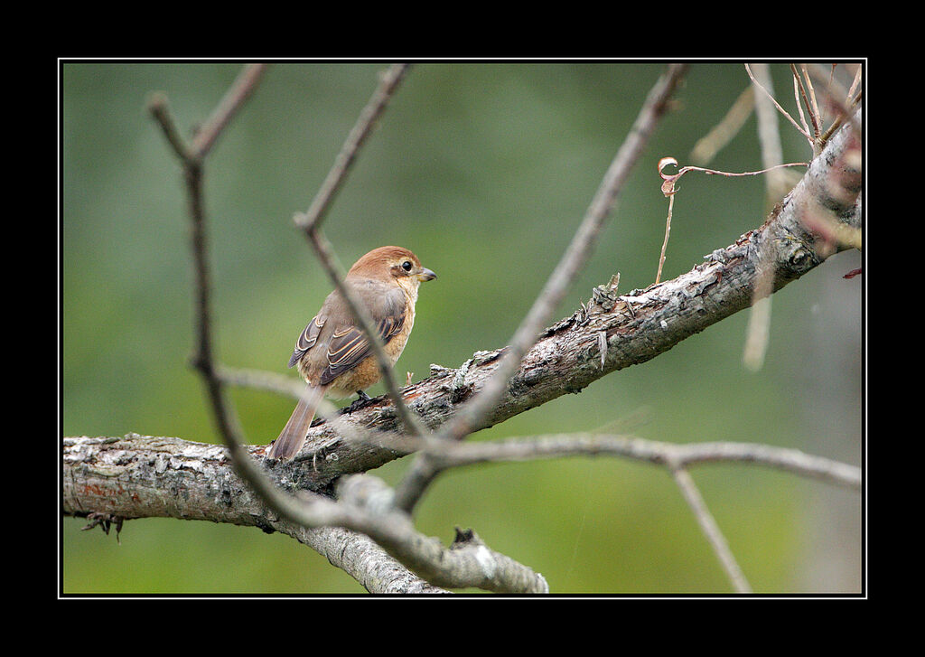 Bull-headed Shrike female