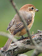 Bull-headed Shrike