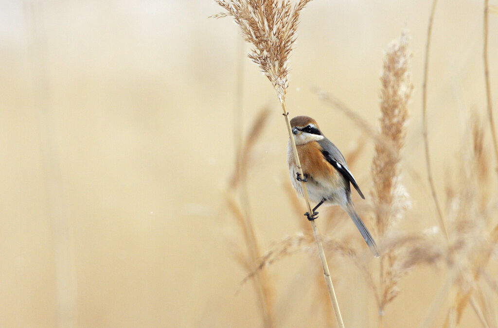 Bull-headed Shrike male adult post breeding