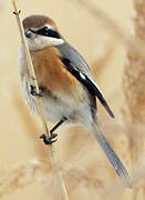 Bull-headed Shrike