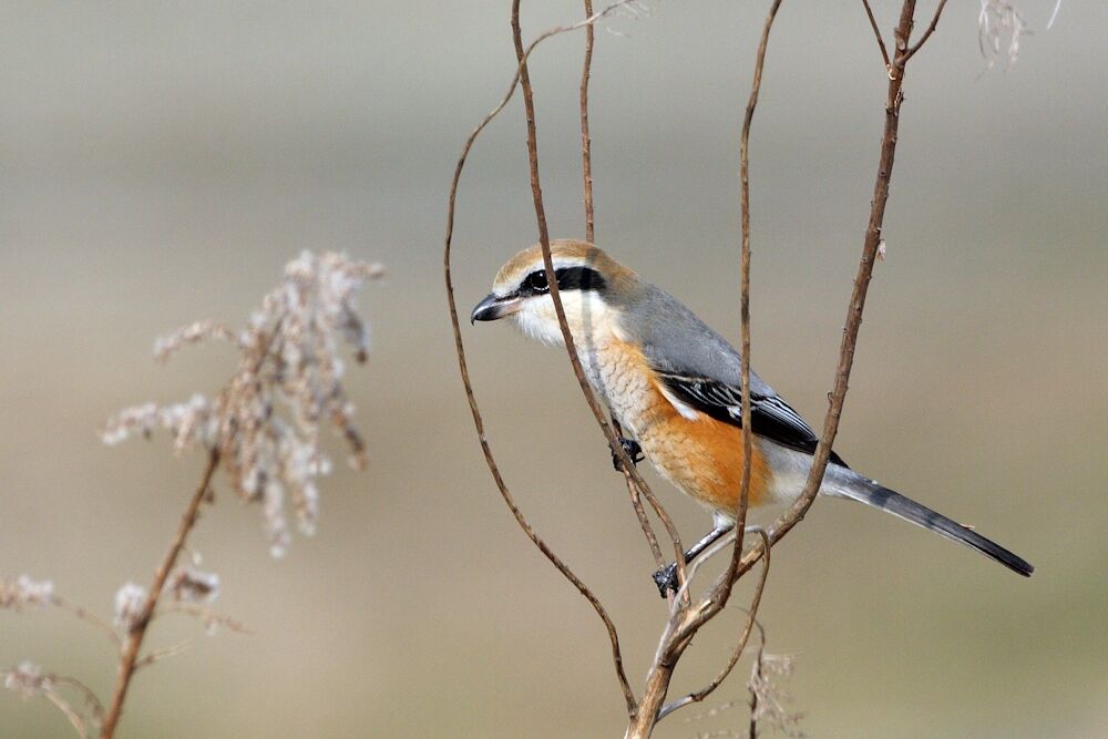 Bull-headed Shrike