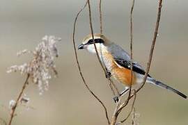 Bull-headed Shrike