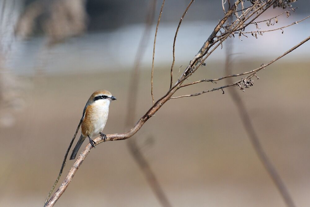 Bull-headed Shrike