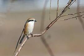 Bull-headed Shrike