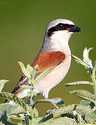 Red-backed Shrike