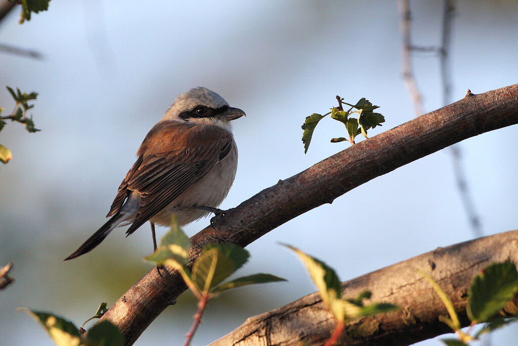 Red-backed Shrike male adult