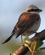 Red-backed Shrike