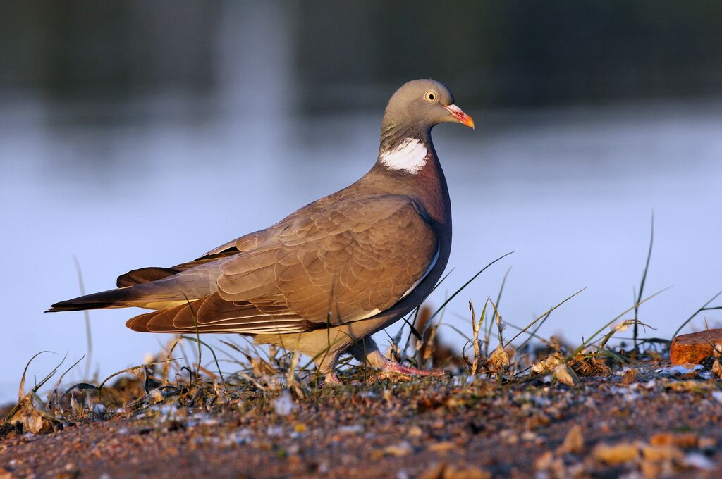 Common Wood Pigeon