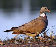 Common Wood Pigeon