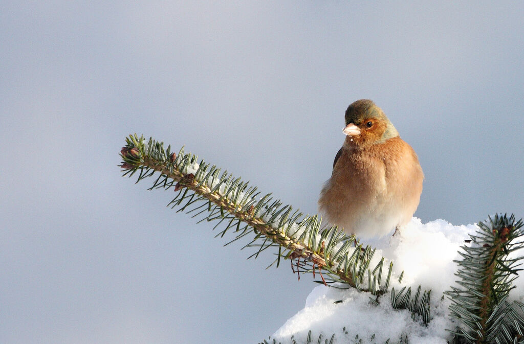 Common Chaffinch male