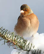 Common Chaffinch