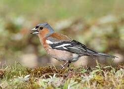 Eurasian Chaffinch