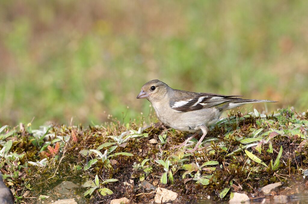 Common Chaffinch