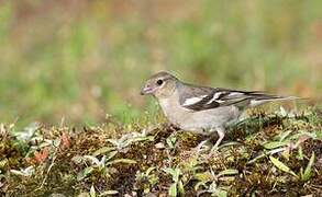 Common Chaffinch