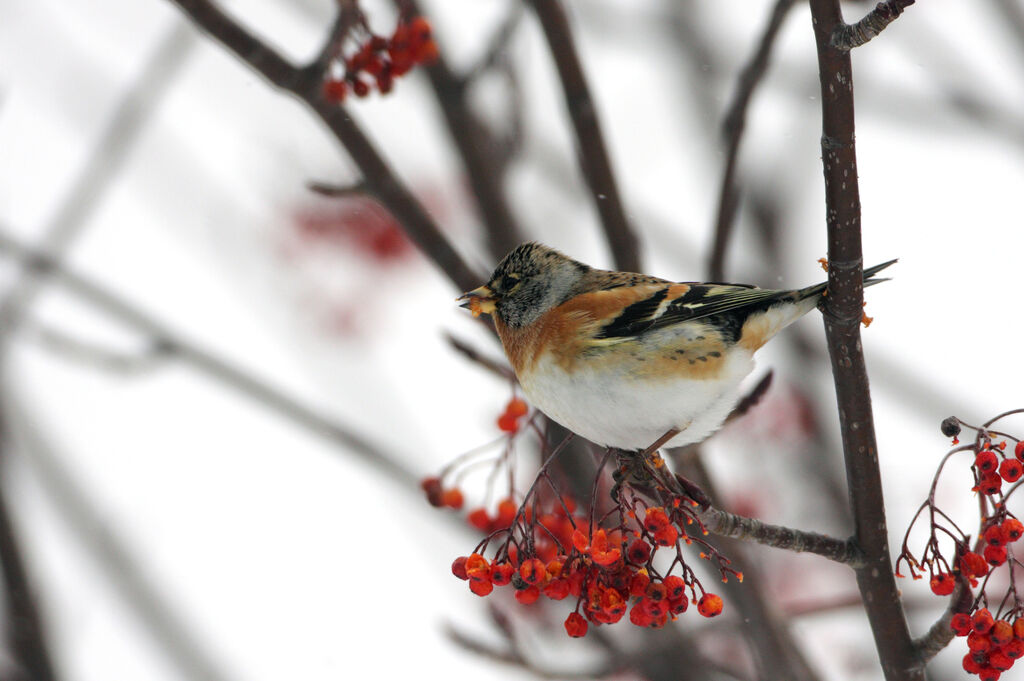 Brambling