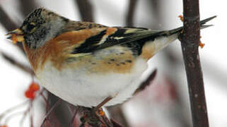 Brambling