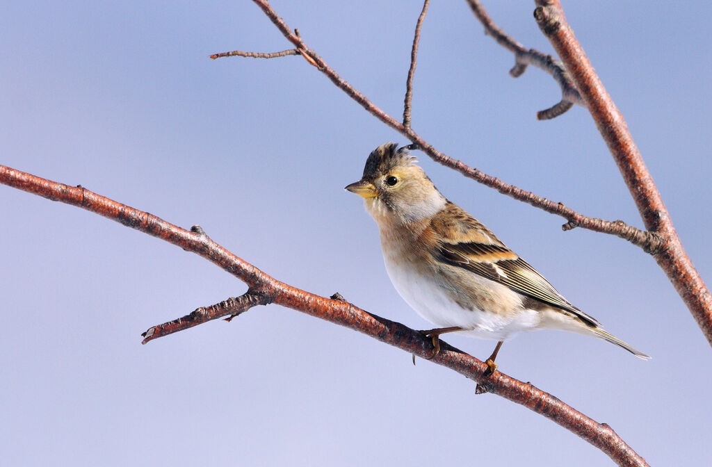 Brambling