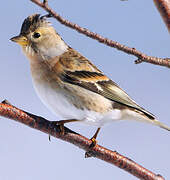 Brambling