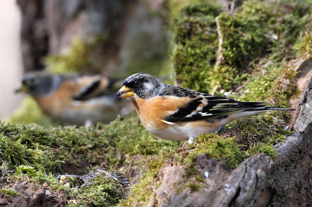 Pinson du Nord mâle adulte internuptial, identification