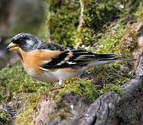 Brambling