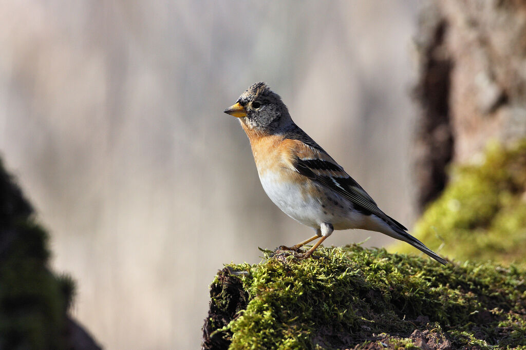 Brambling