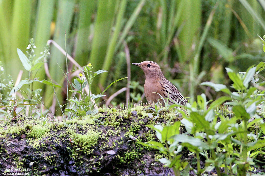 Pipit à gorge rousse mâle adulte nuptial, portrait