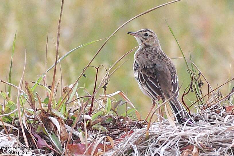 Richard's Pipit, habitat, aspect, pigmentation, Behaviour