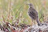 Pipit de Richard