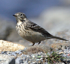 Pipit de Sibérie