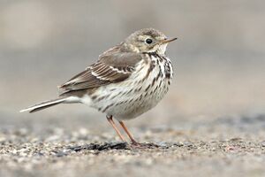 Pipit de Sibérie