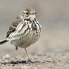 Pipit de Sibérie