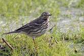 Pipit de Sibérie