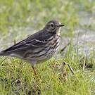 Pipit de Sibérie