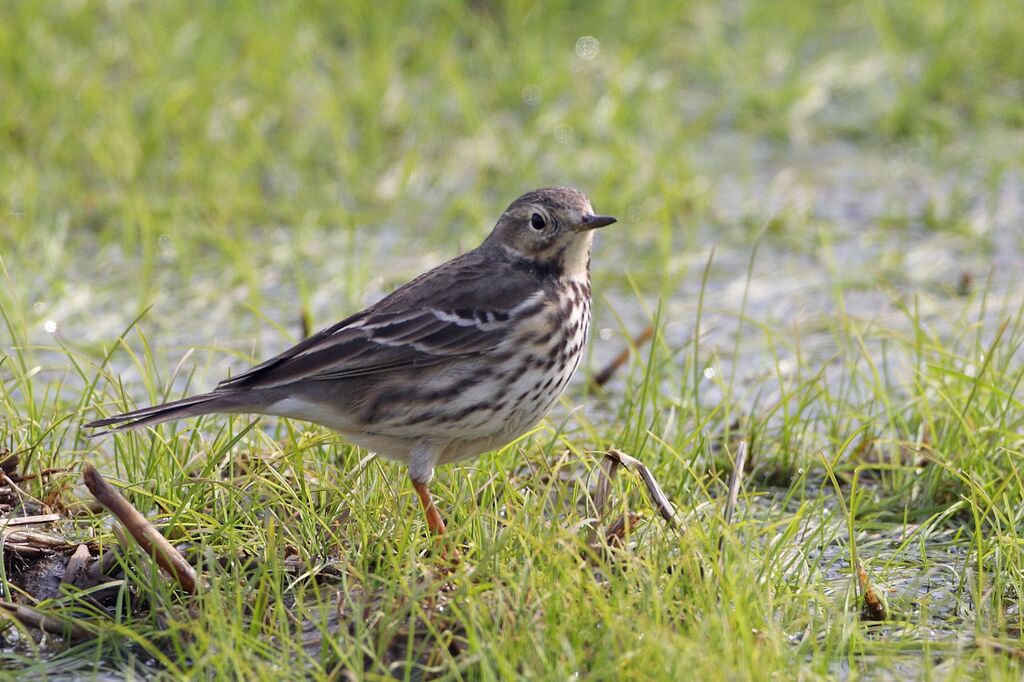 Buff-bellied Pipit