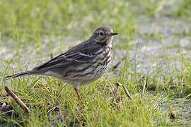 Buff-bellied Pipit