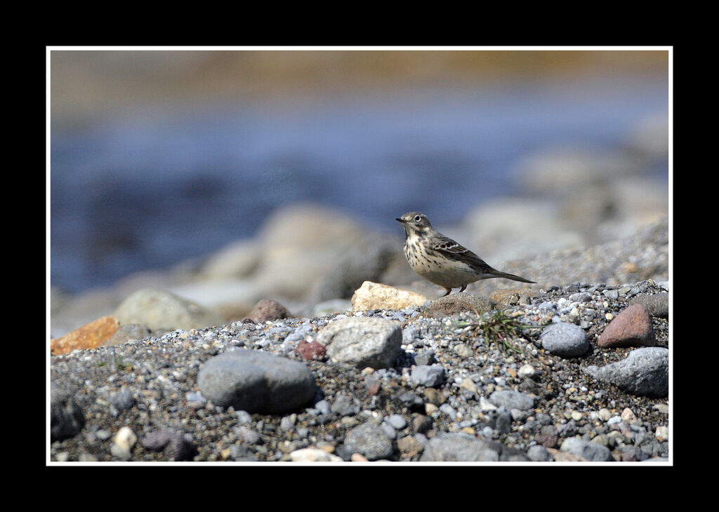 Buff-bellied Pipit