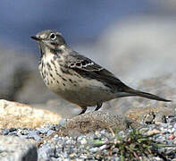 Buff-bellied Pipit