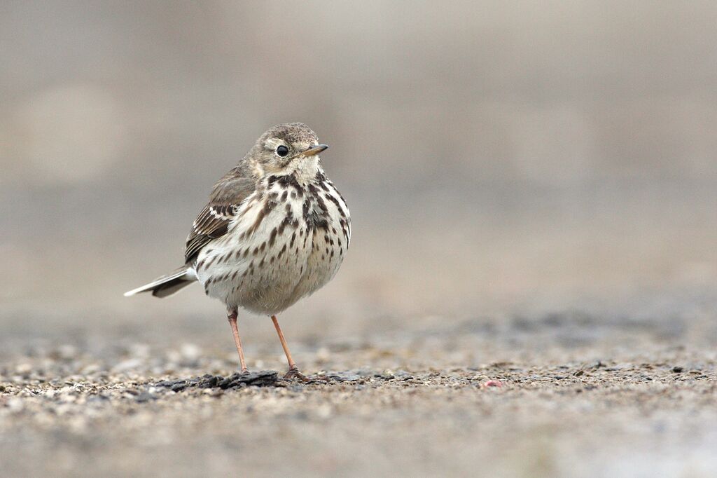 Buff-bellied Pipit, close-up portrait