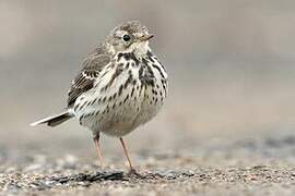 Buff-bellied Pipit