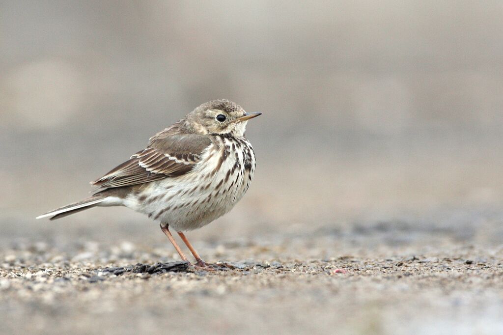 Buff-bellied Pipitadult post breeding, identification