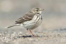 Buff-bellied Pipit