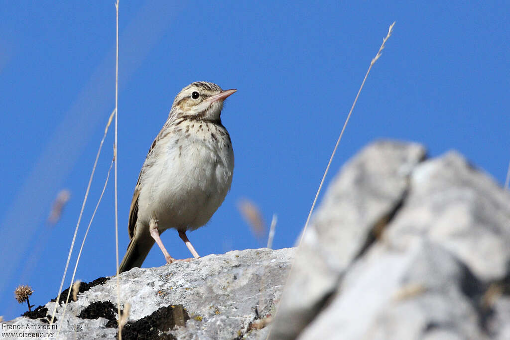 Pipit rousseline1ère année