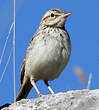 Pipit rousseline