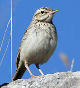 Pipit rousseline