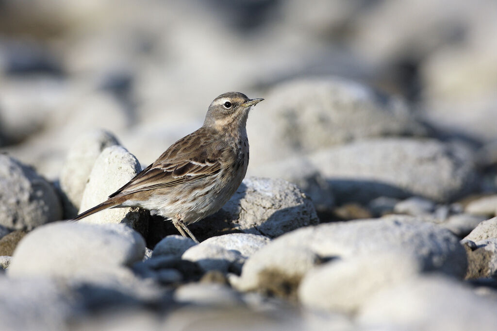 Water Pipit