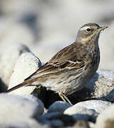 Water Pipit