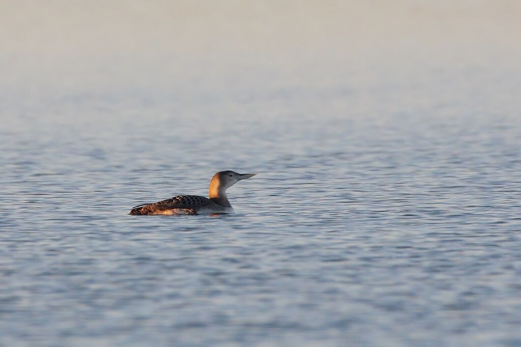 Yellow-billed LoonFirst year