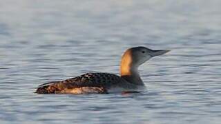 Yellow-billed Loon