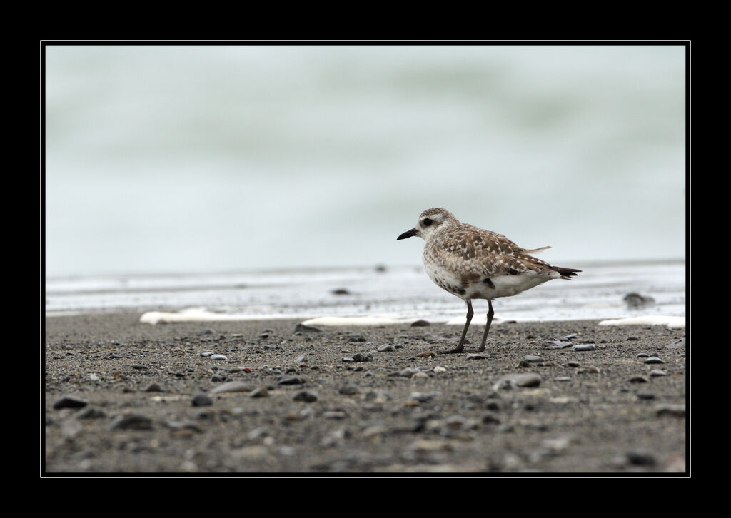 Grey Plover